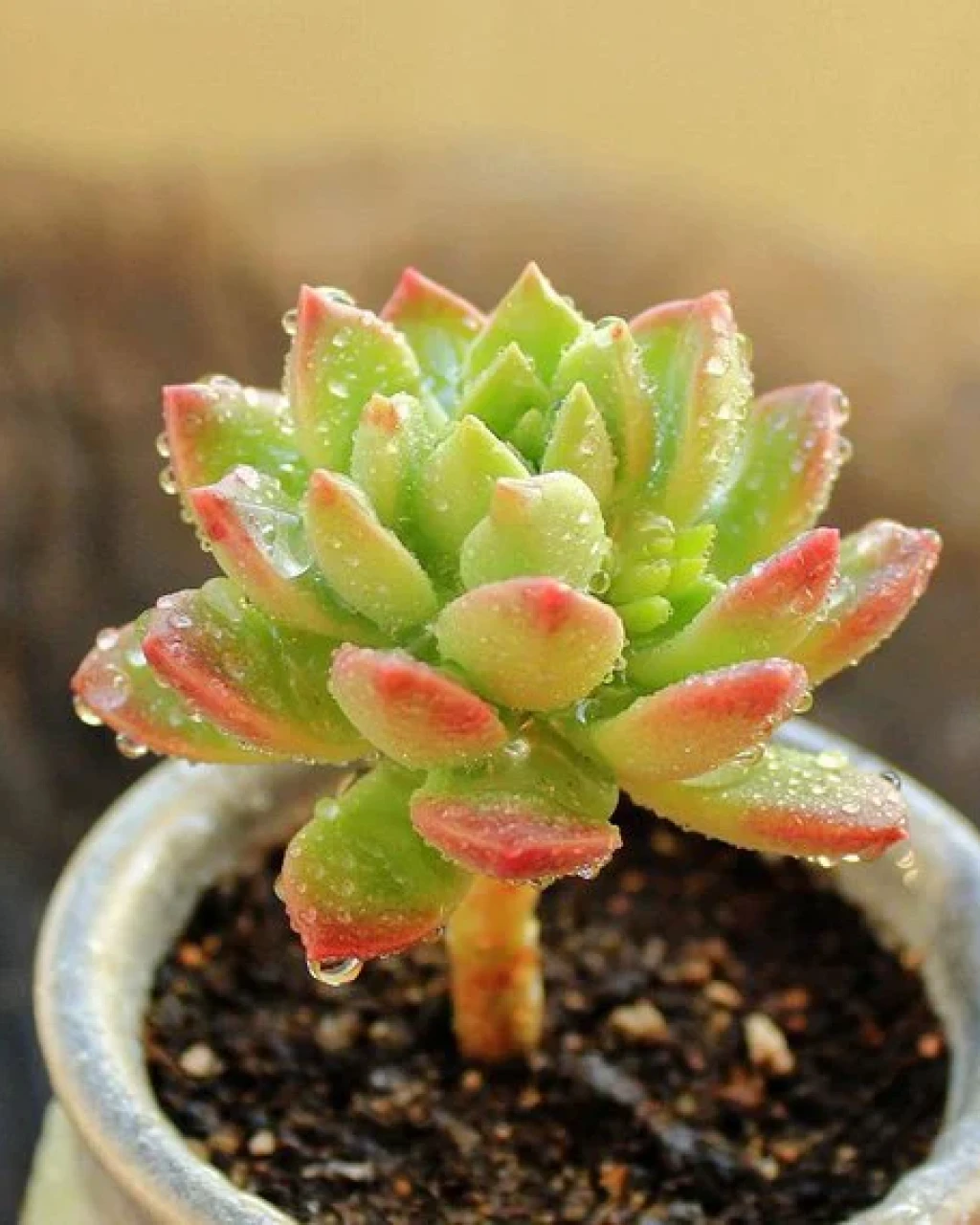 Sedeveria ‘Markus’