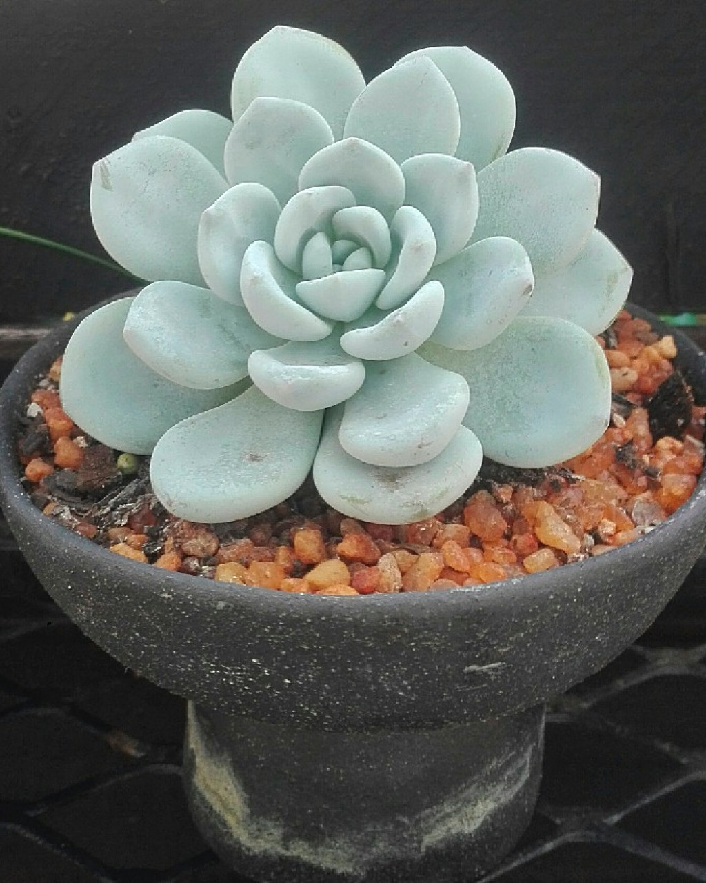 Sedeveria 'Maxwell'