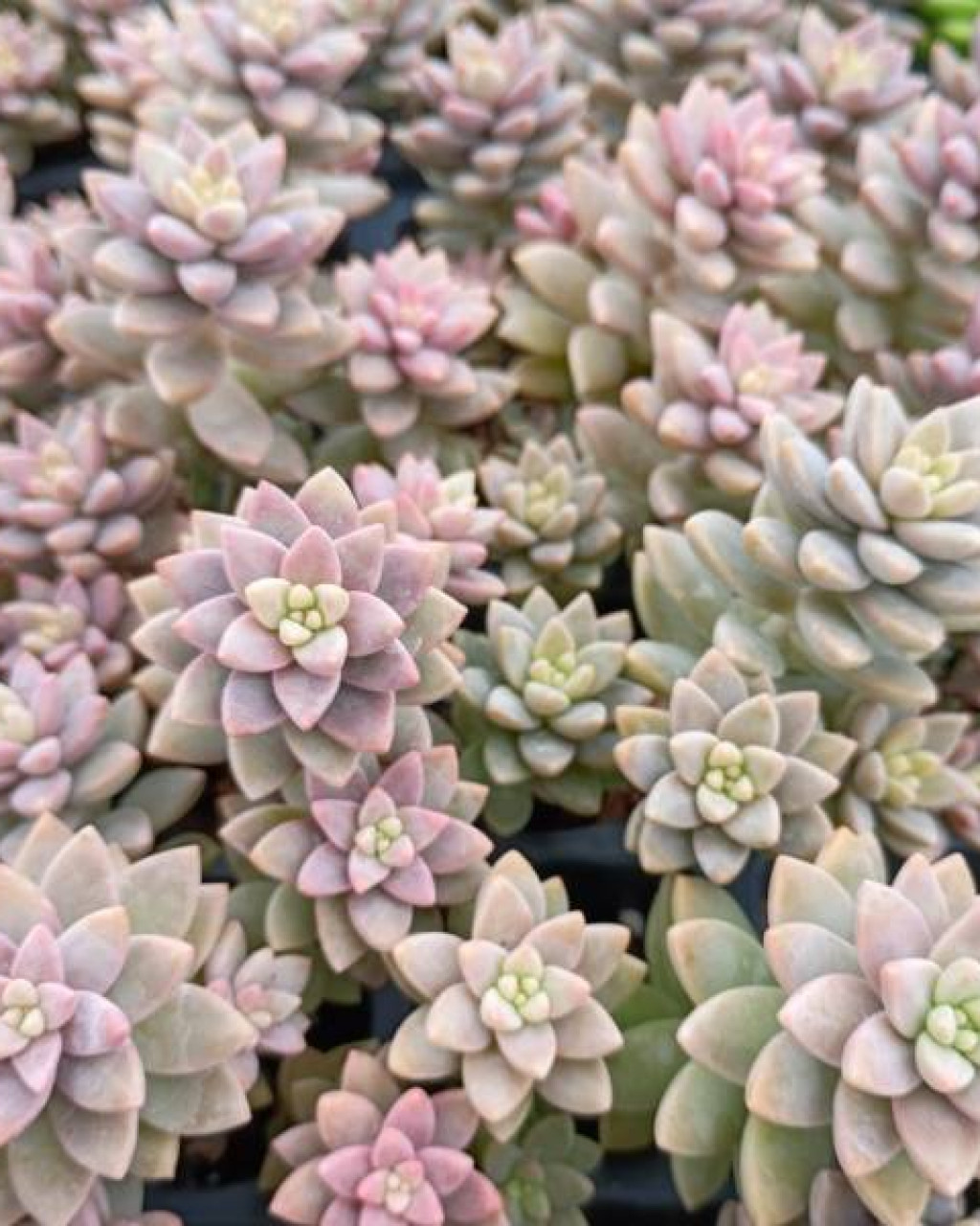 Sedeveria 'Pink Granite'