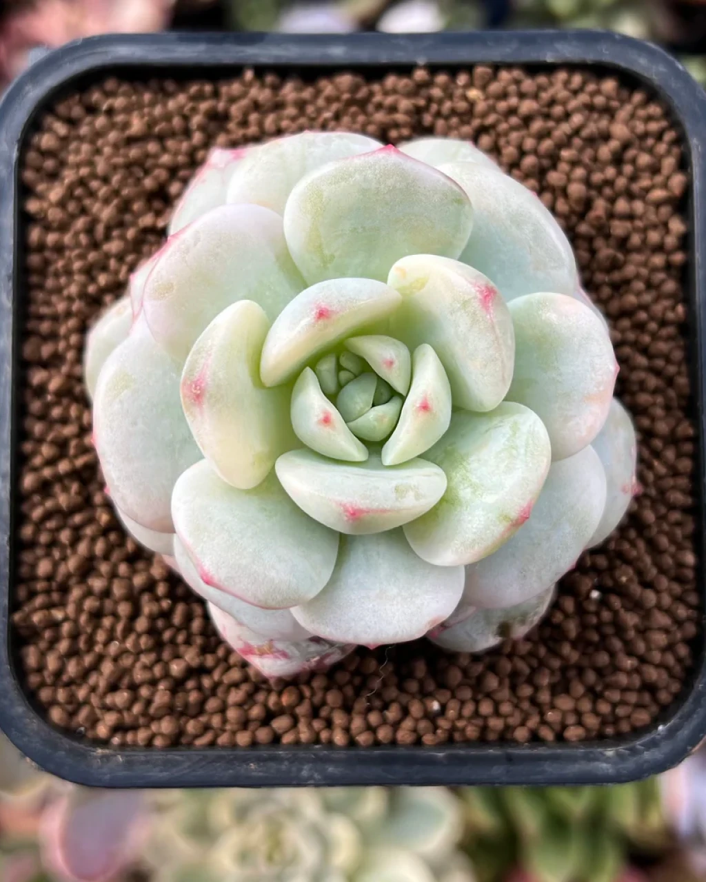 Sedeveria 'Pudgy'