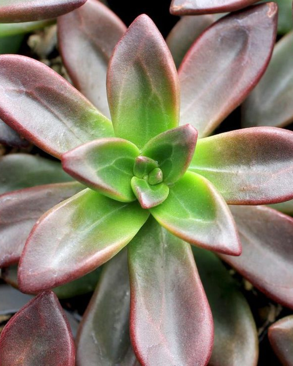 Sedeveria 'Sorrento'