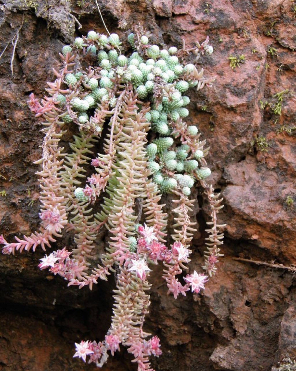Sedum alamosanum
