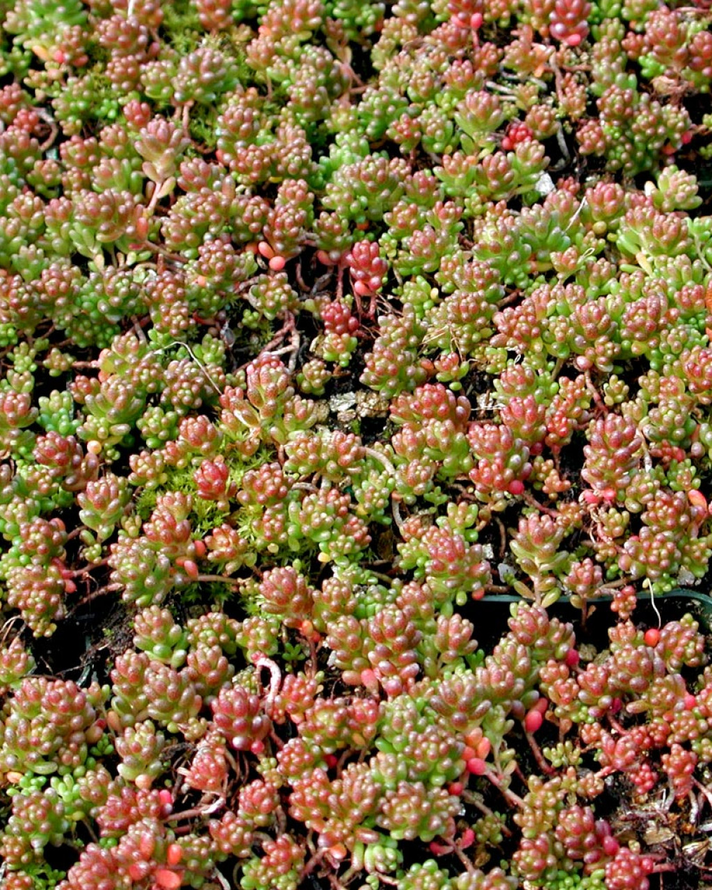 Sedum album 'Coral Carpet'