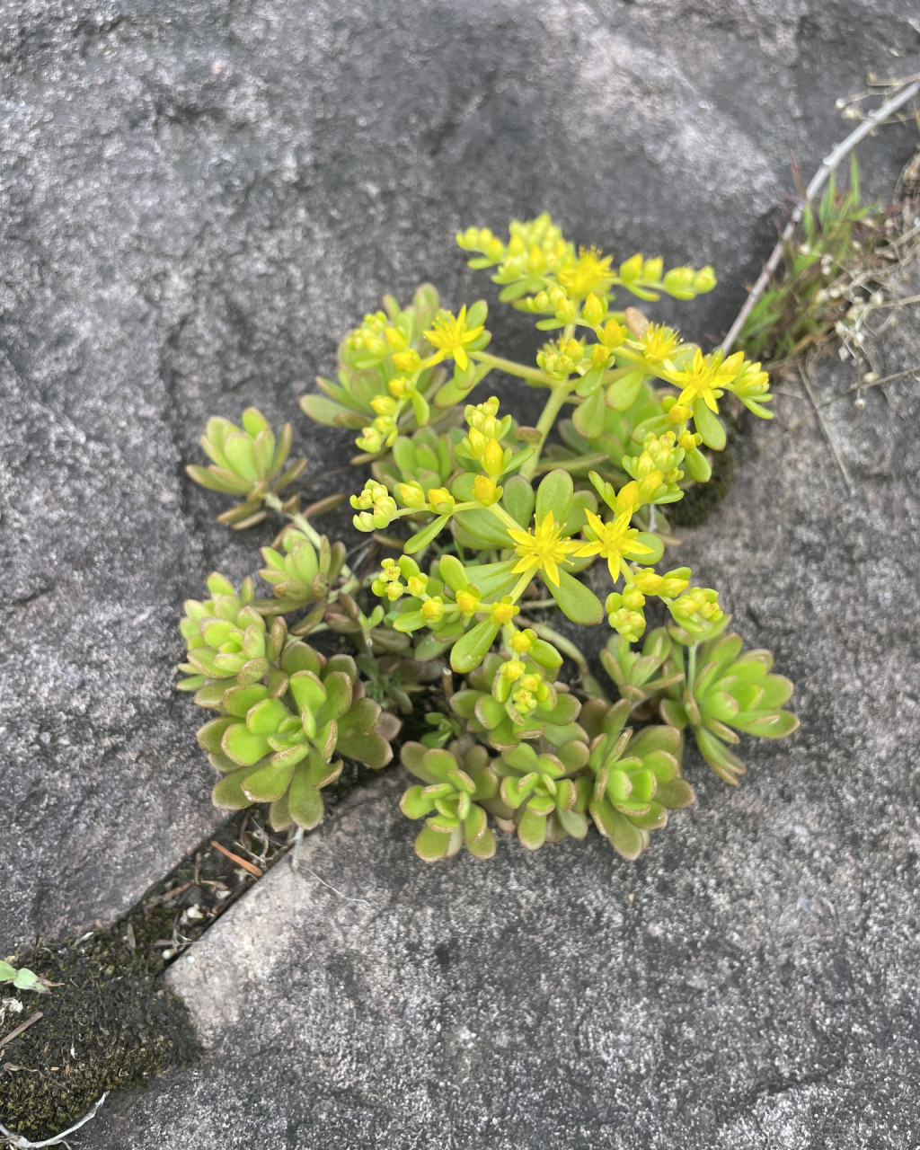 Sedum alfredii