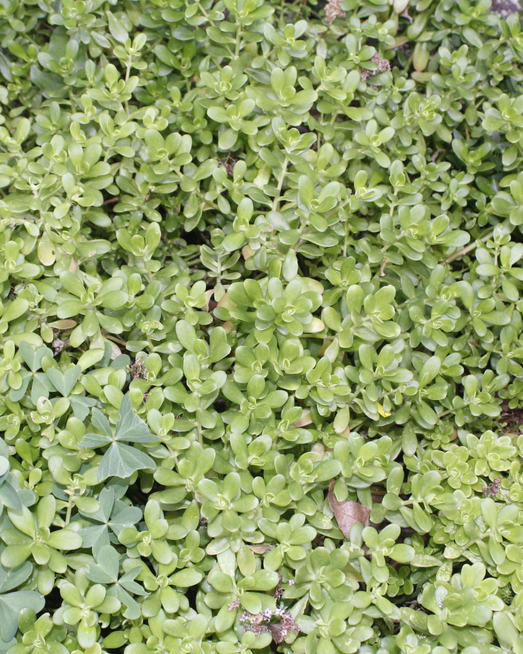 Sedum amecamecanum