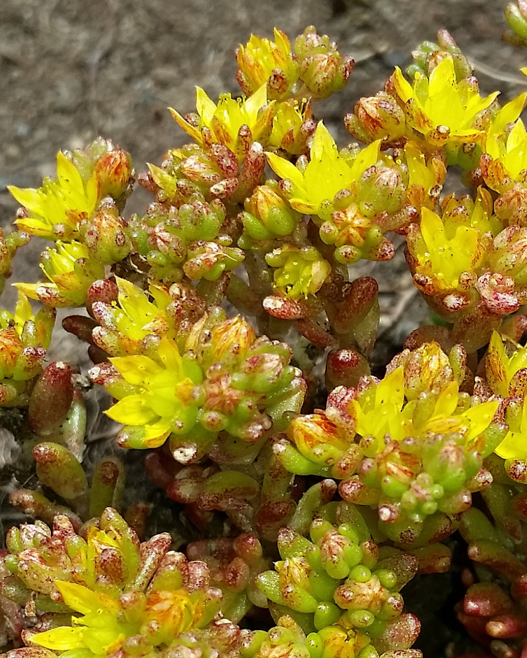 Sedum annuum