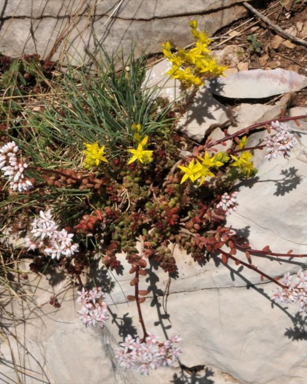 Sedum apoleipon