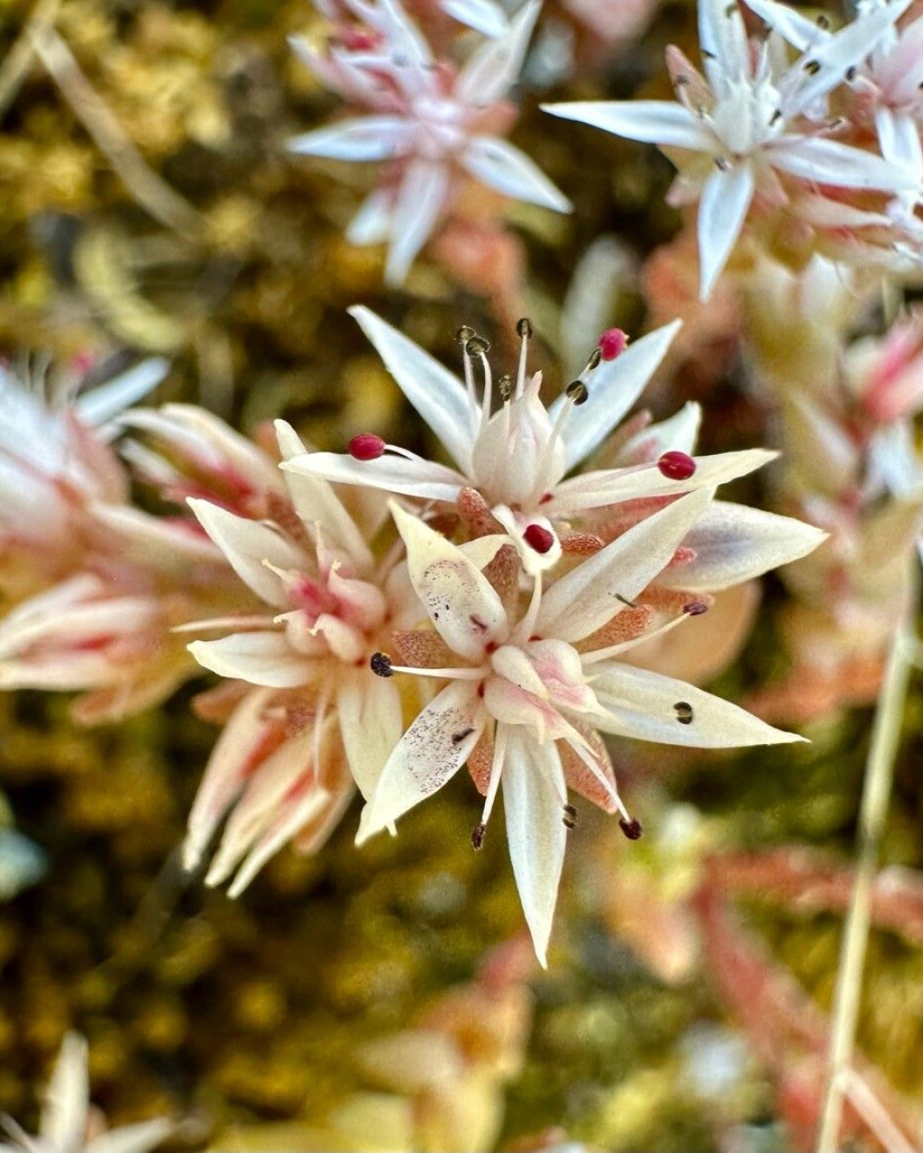 Sedum arenarium