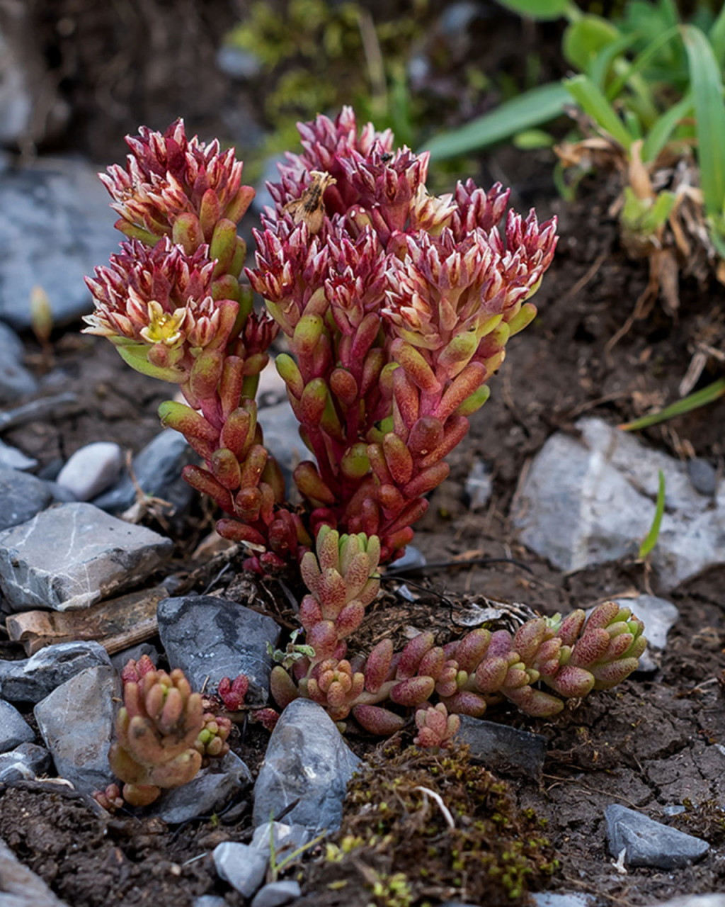 Sedum atratum
