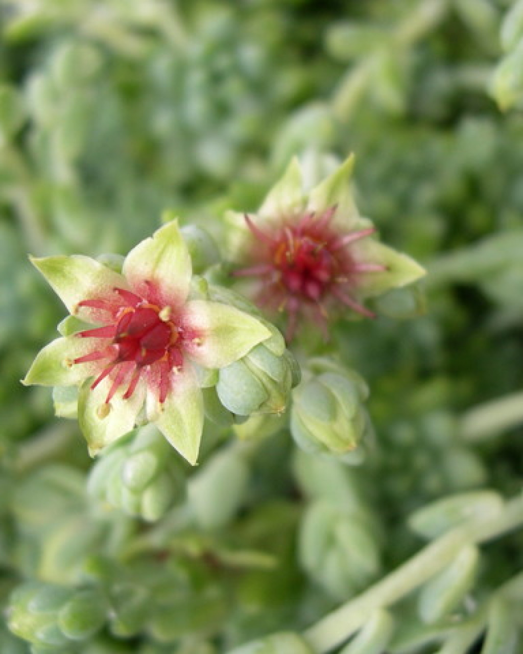 Sedum batallae