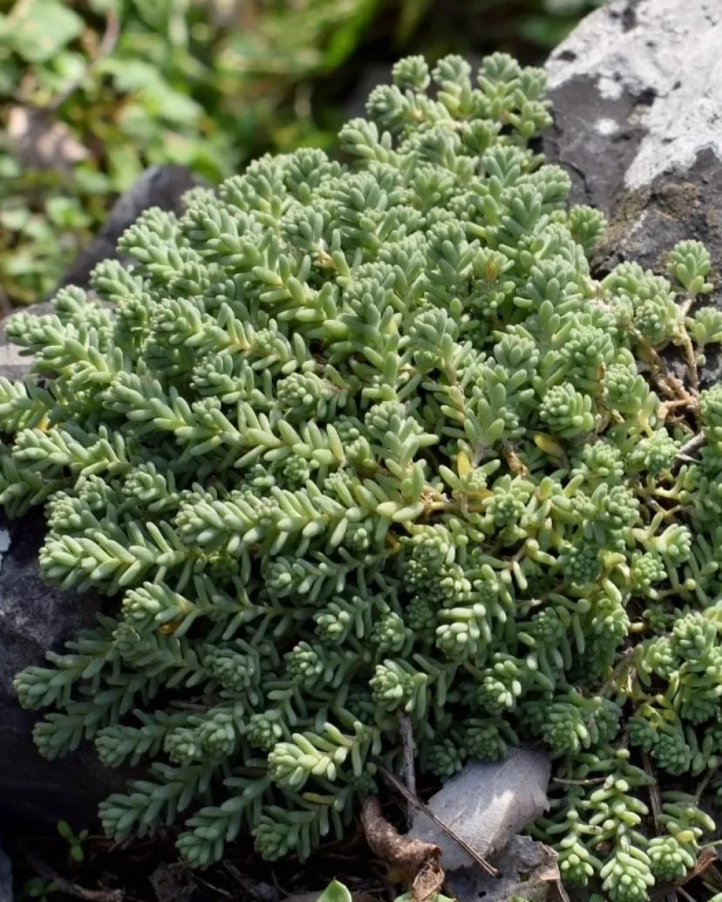 Sedum borissovae