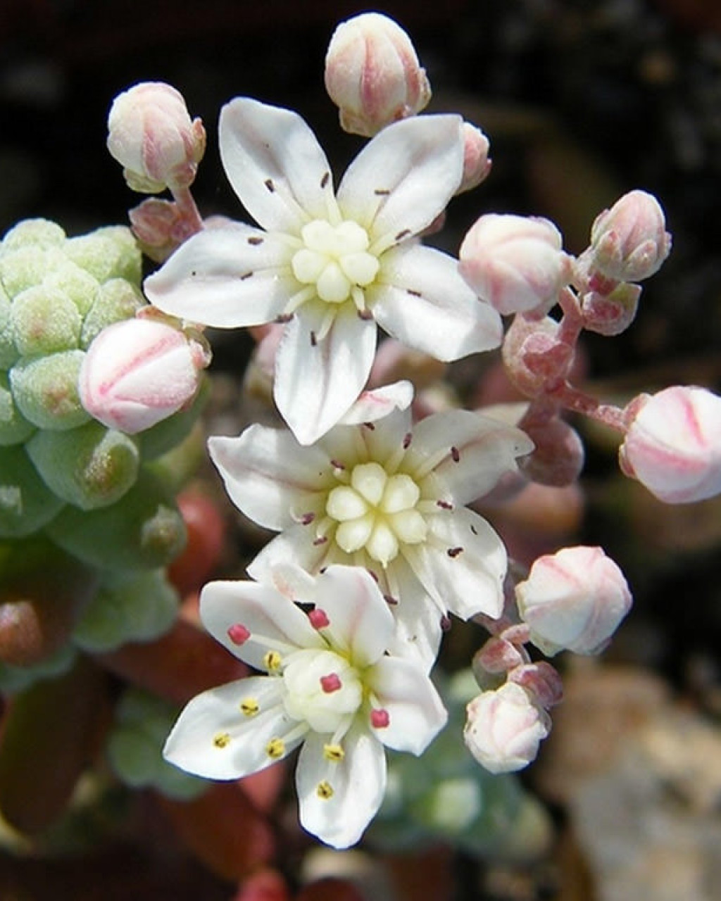 Sedum brevifolium