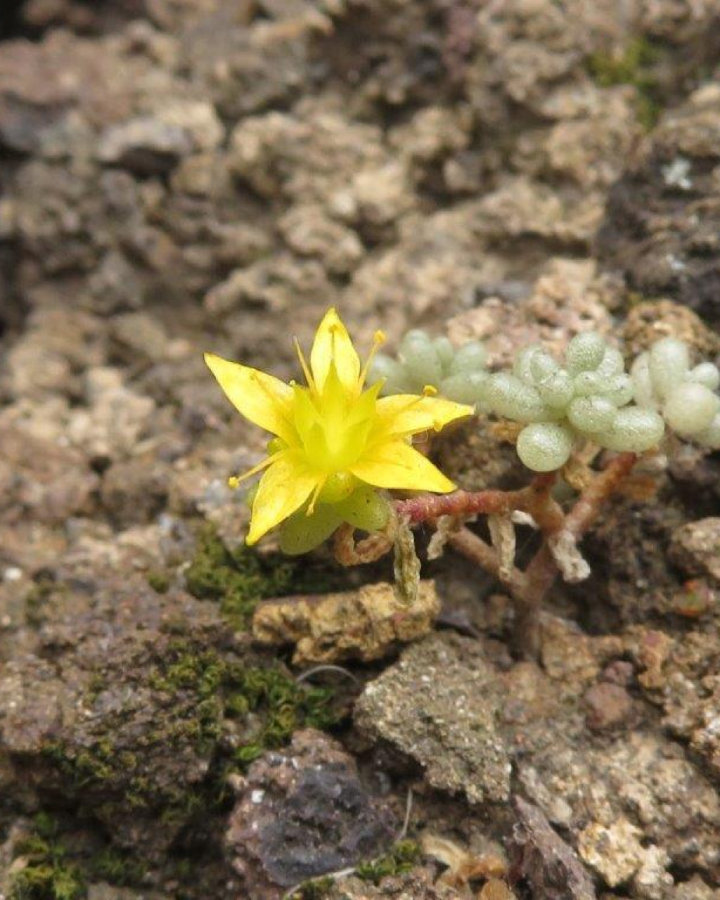 Sedum brissemoretii