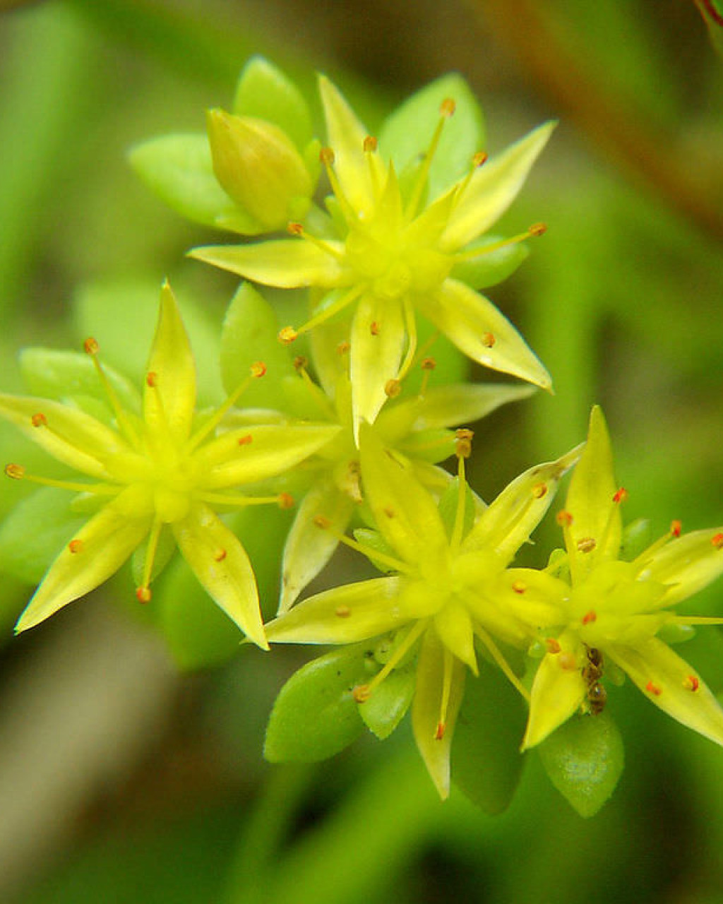 Sedum bulbiferum
