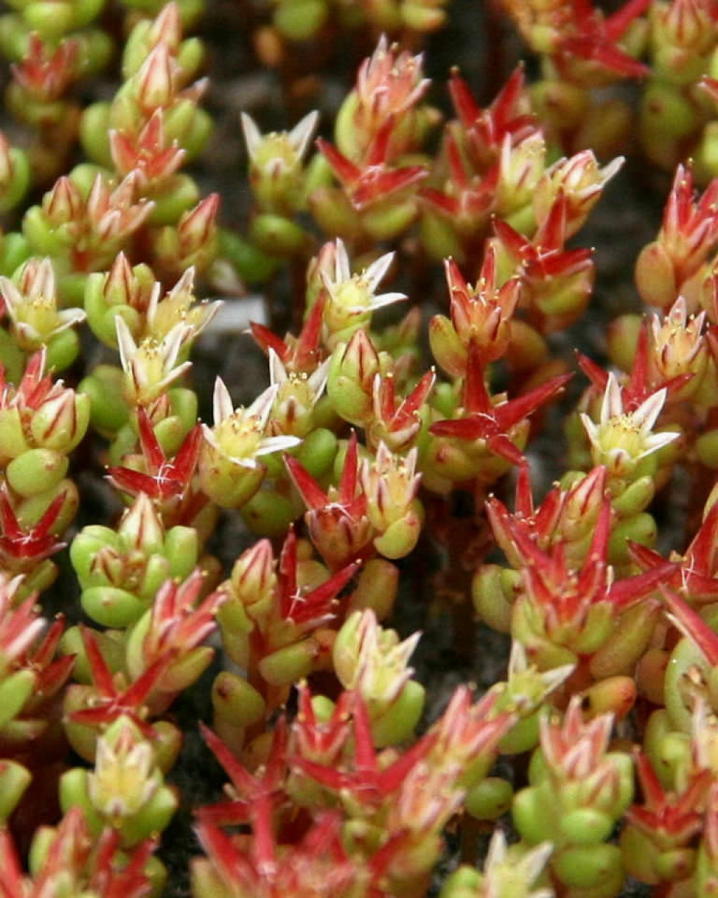 Sedum caespitosum
