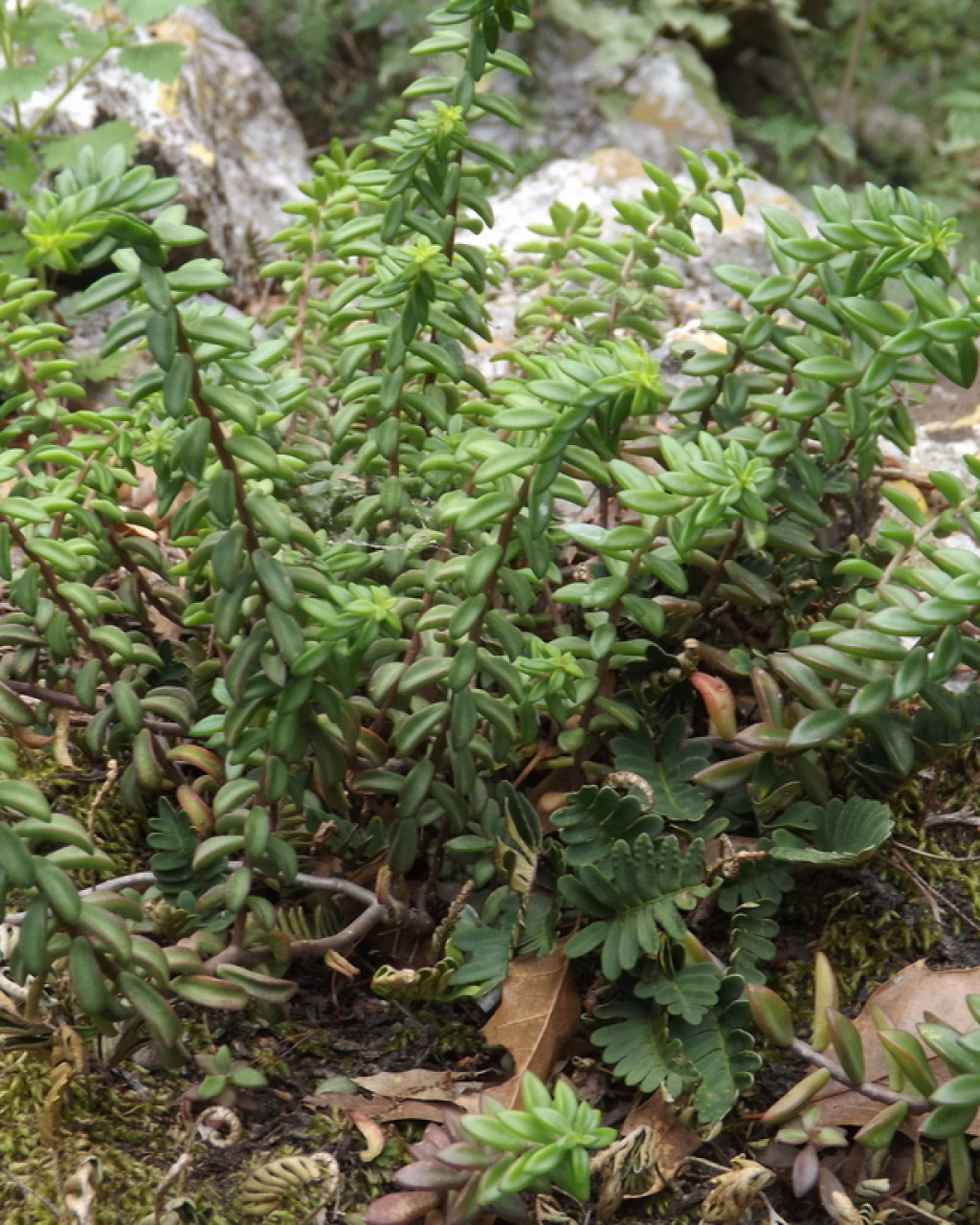 Sedum calcicola