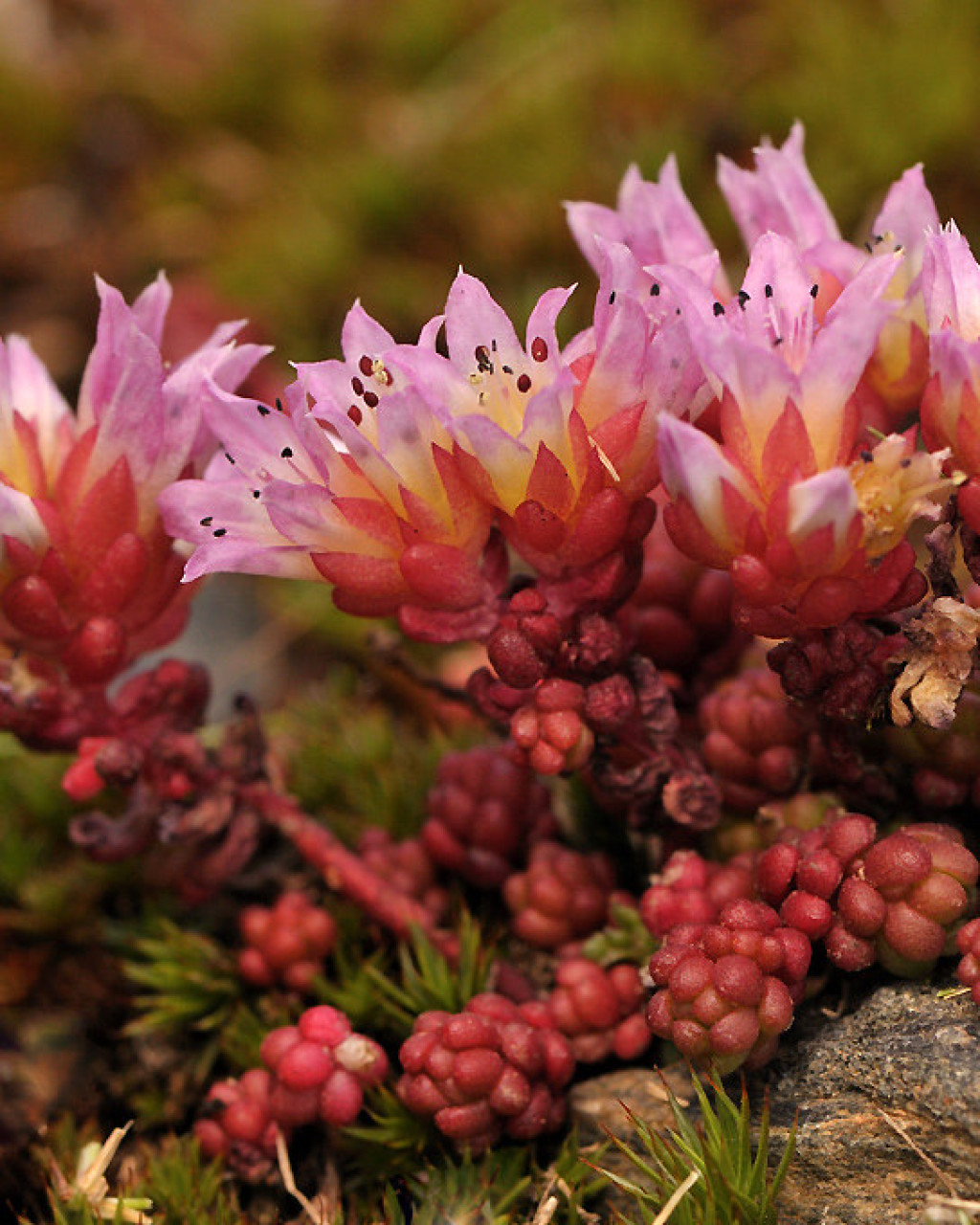 Sedum candollei