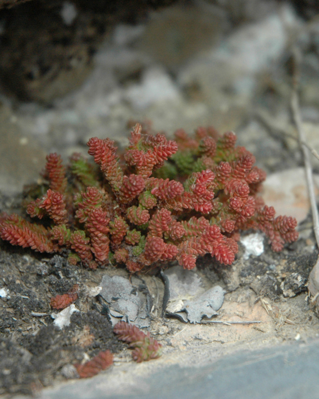 Sedum catorce