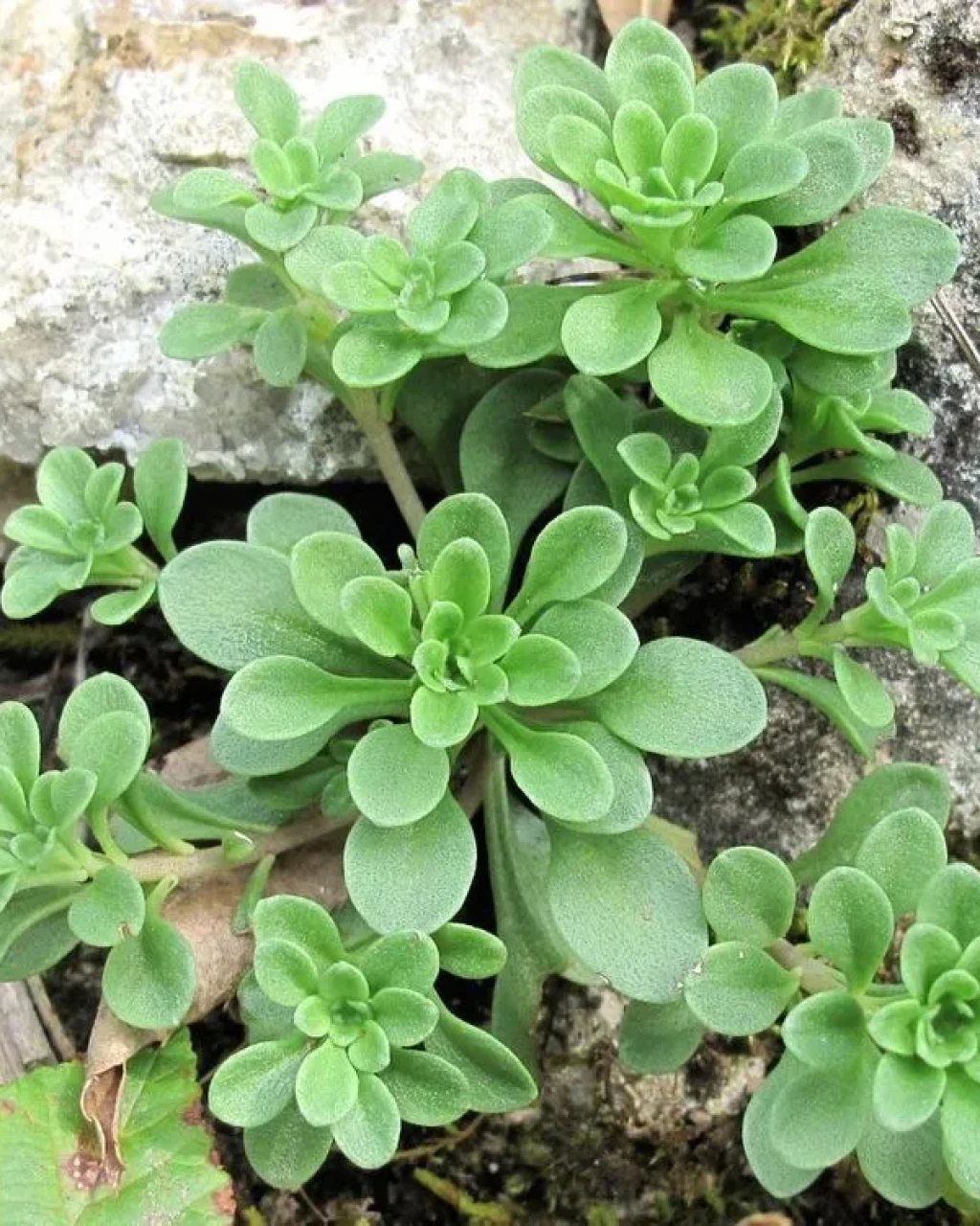 Sedum cepaea