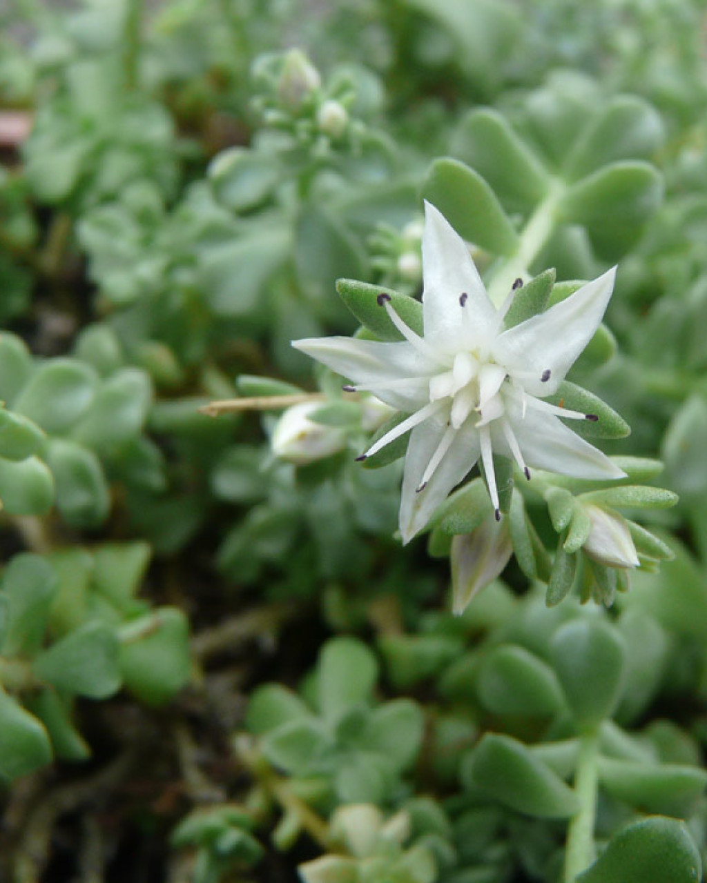 Sedum cockerellii
