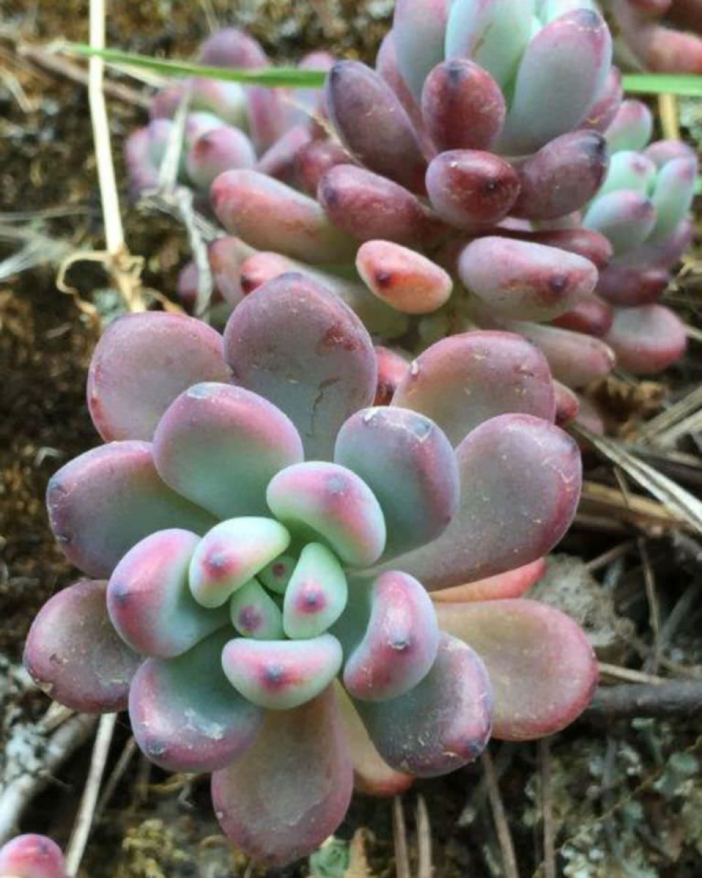Sedum commixtum