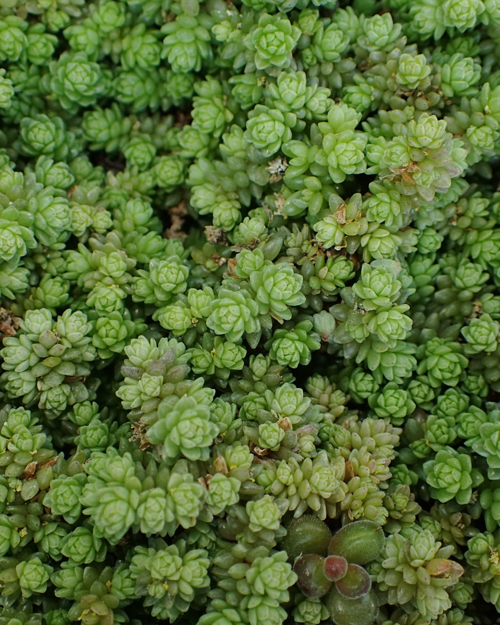 Sedum compactum