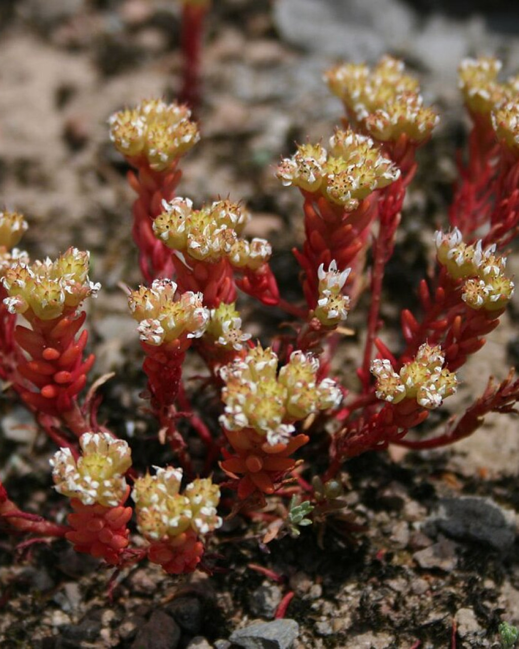 Sedum confertiflorum