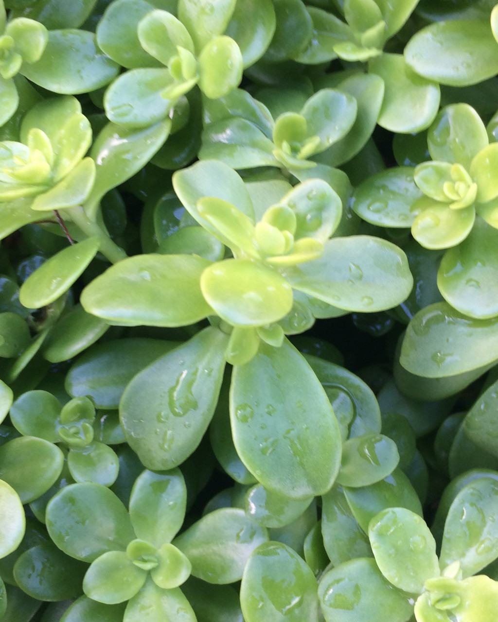 Sedum confusum
