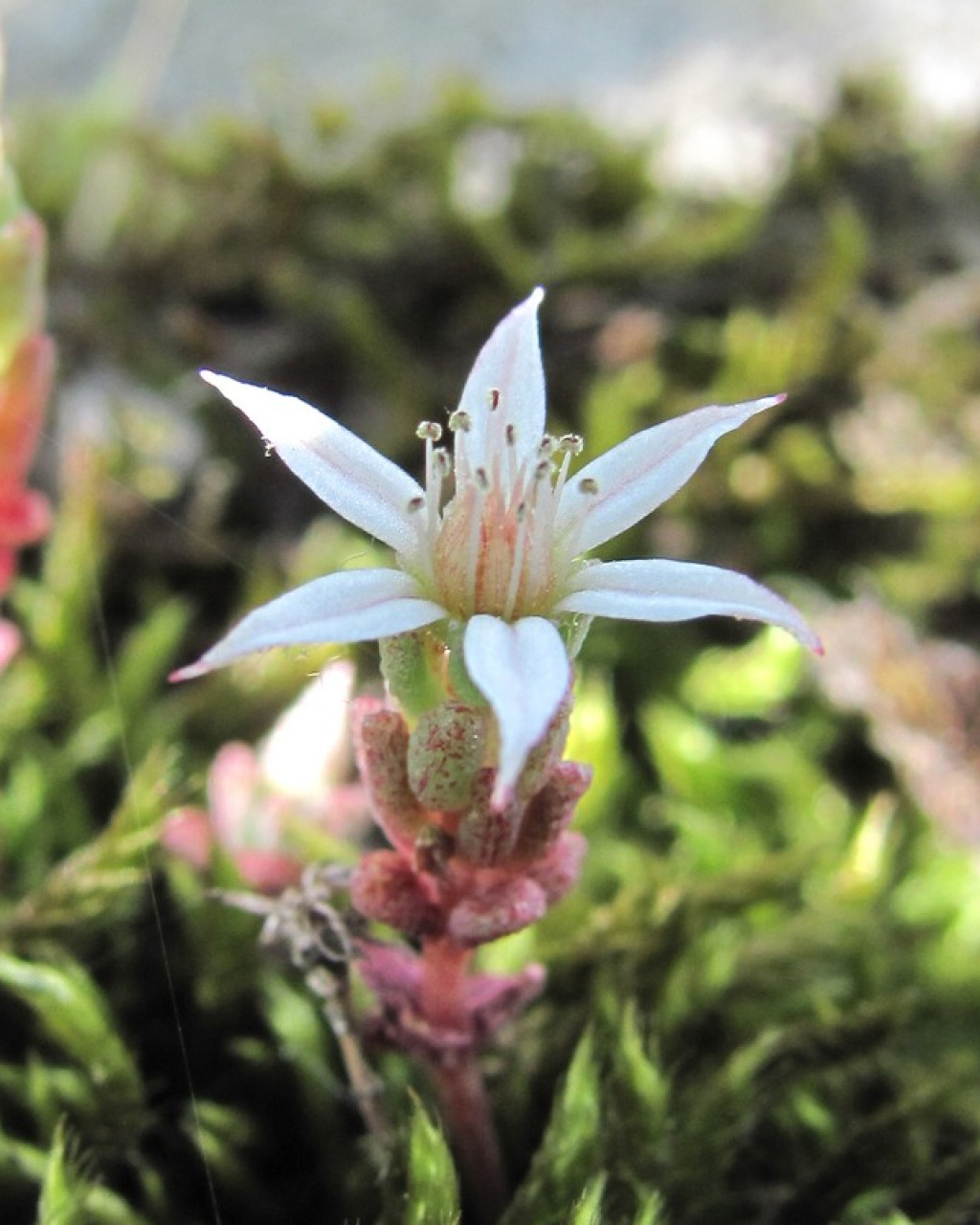 Sedum corymbosum