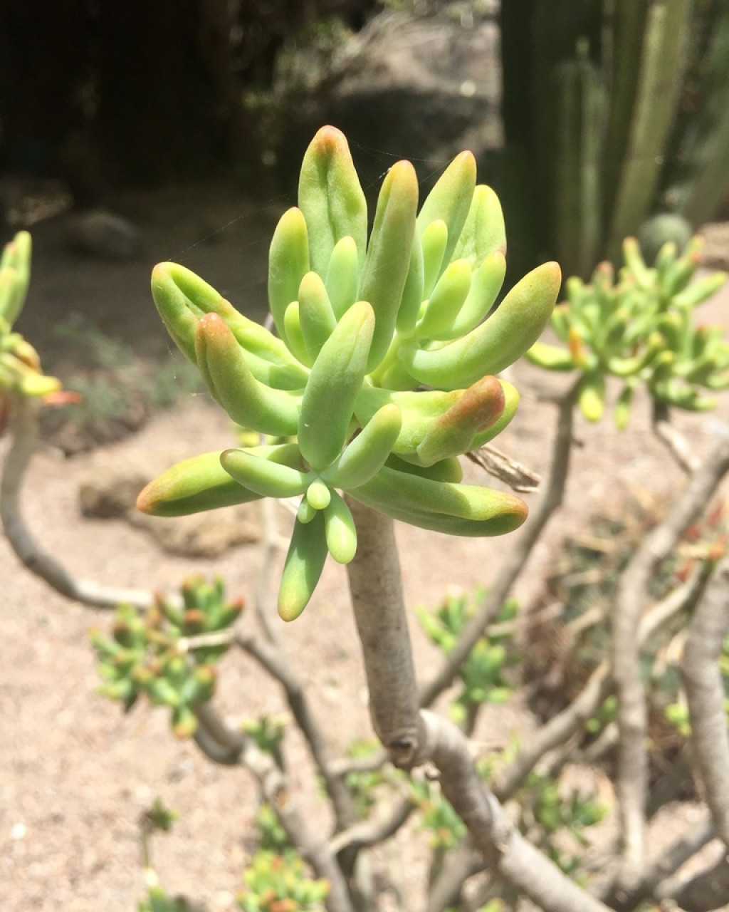 Sedum corynephyllum