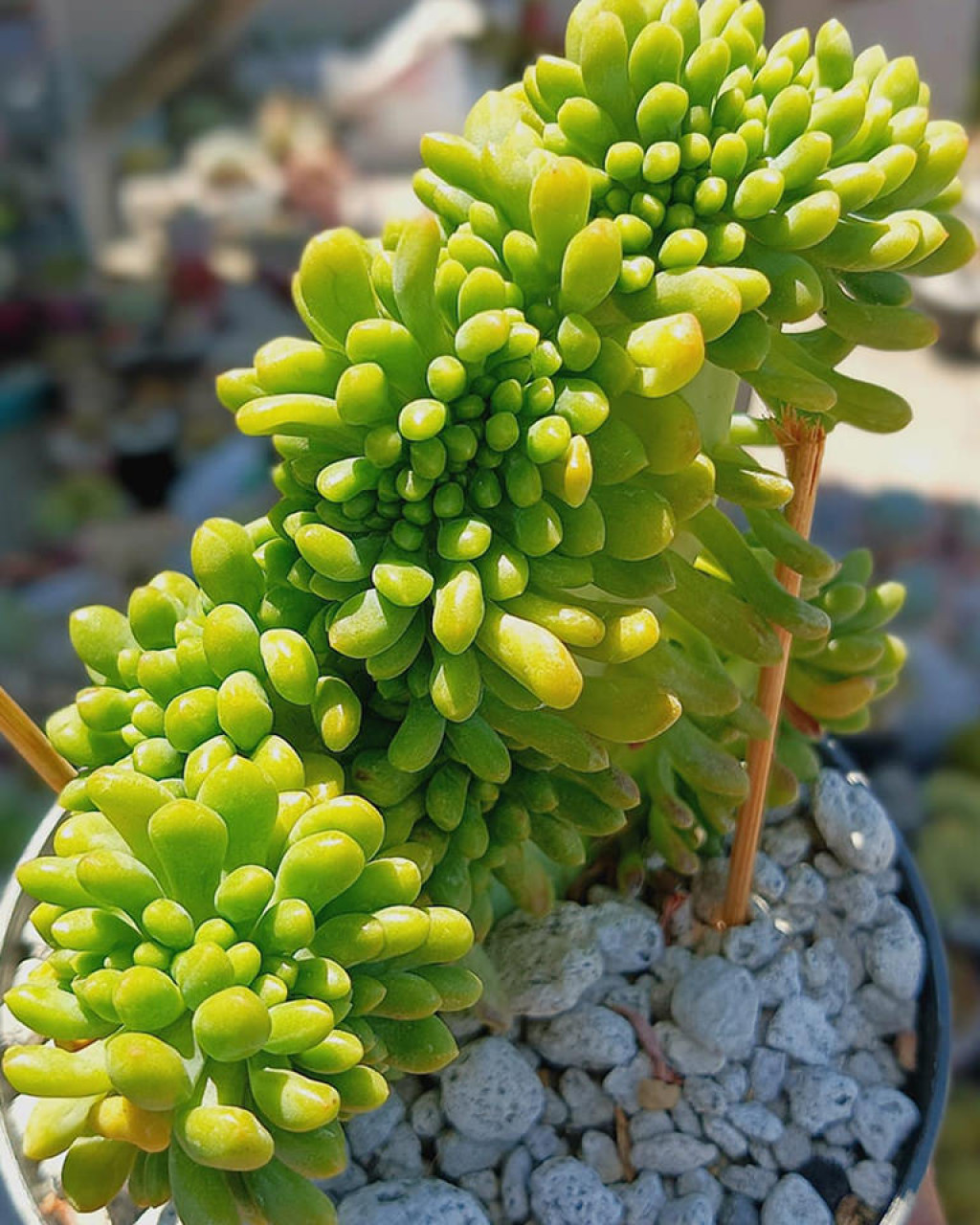 Sedum corynephyllum f. cristatum