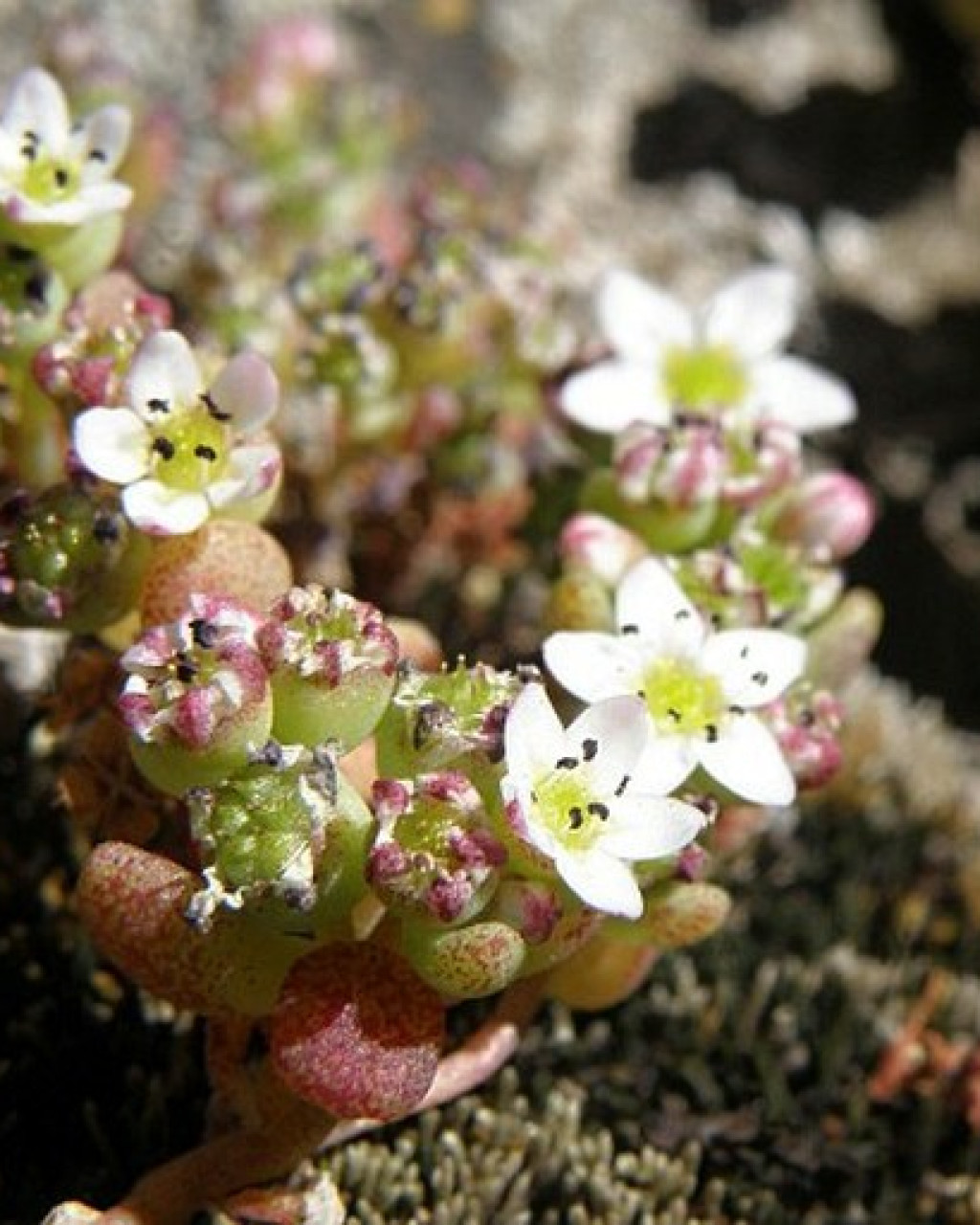 Sedum crassularia
