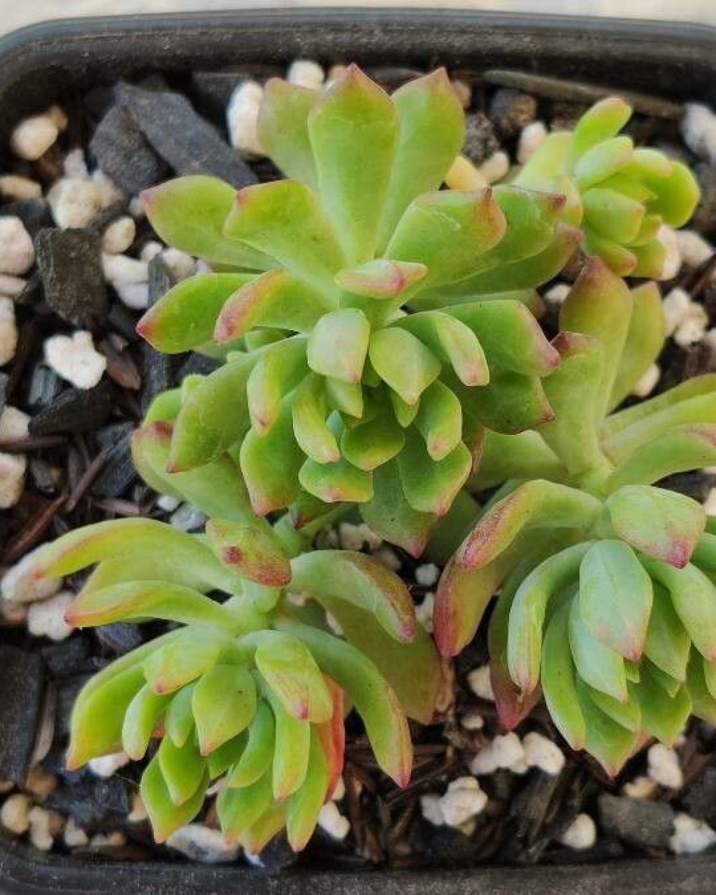 Sedum cuspidatum