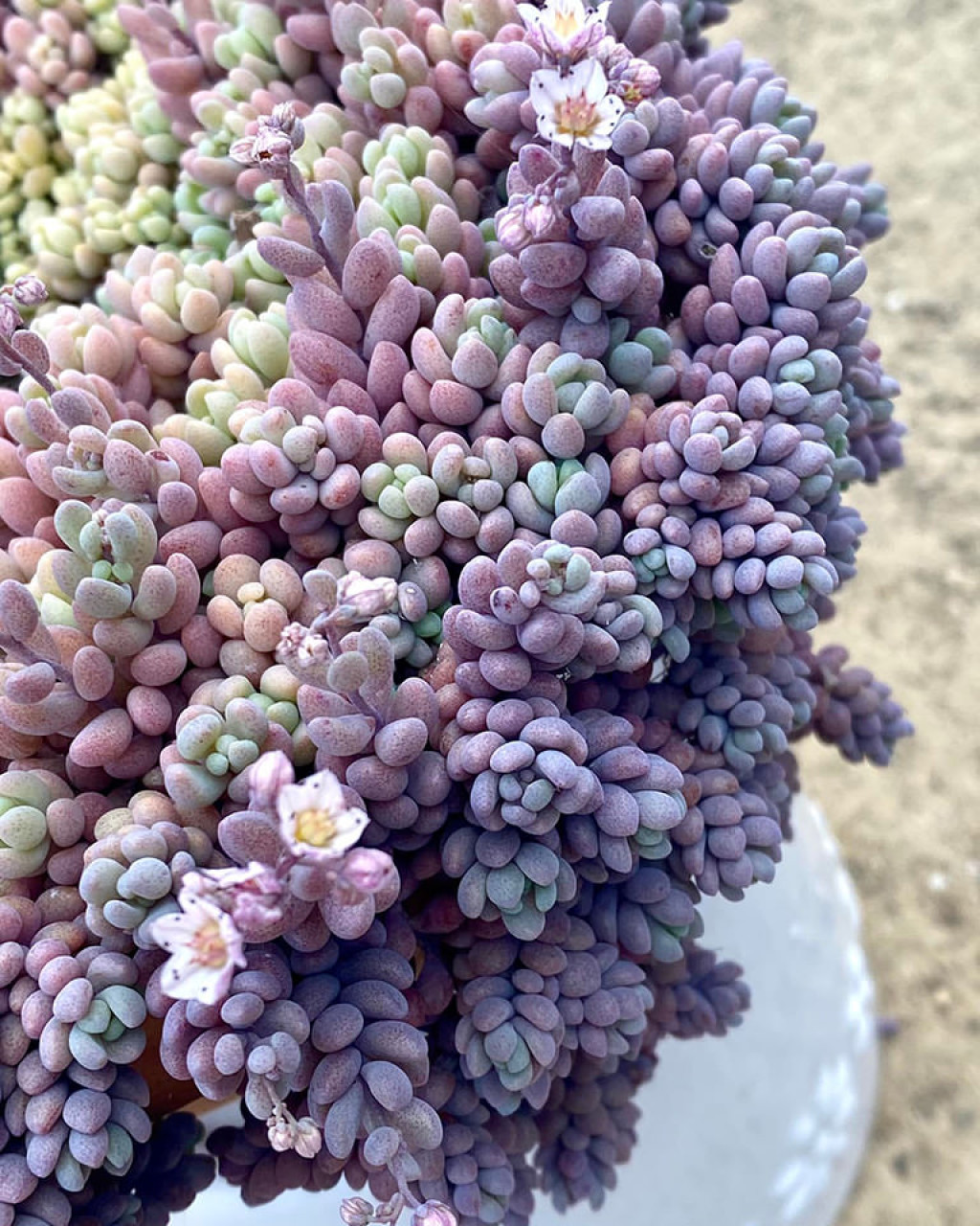 Sedum dasyphyllum 'Lilac Mound'