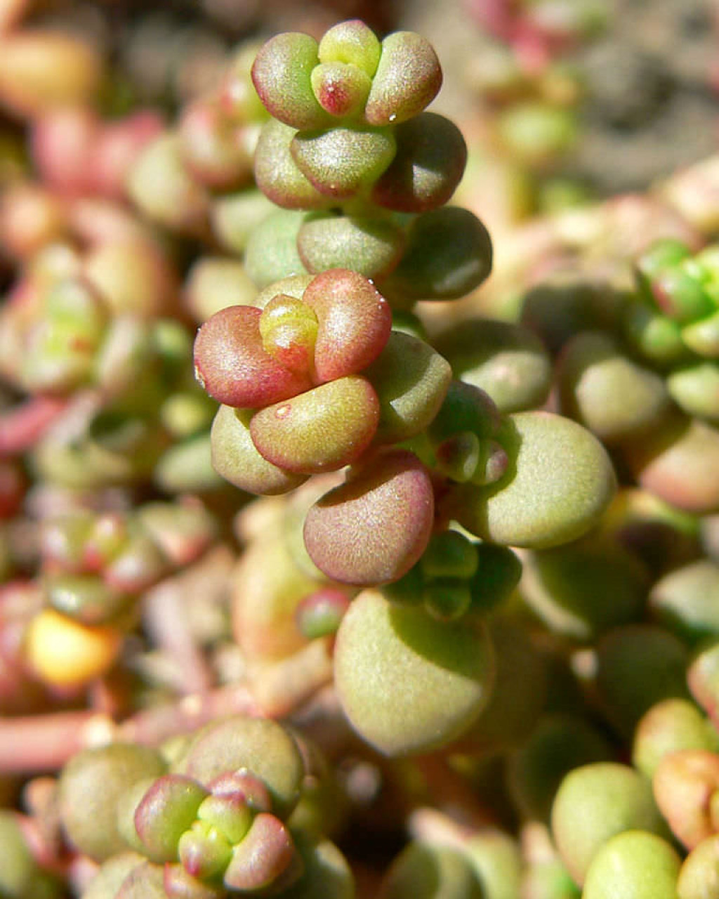 Sedum divergens