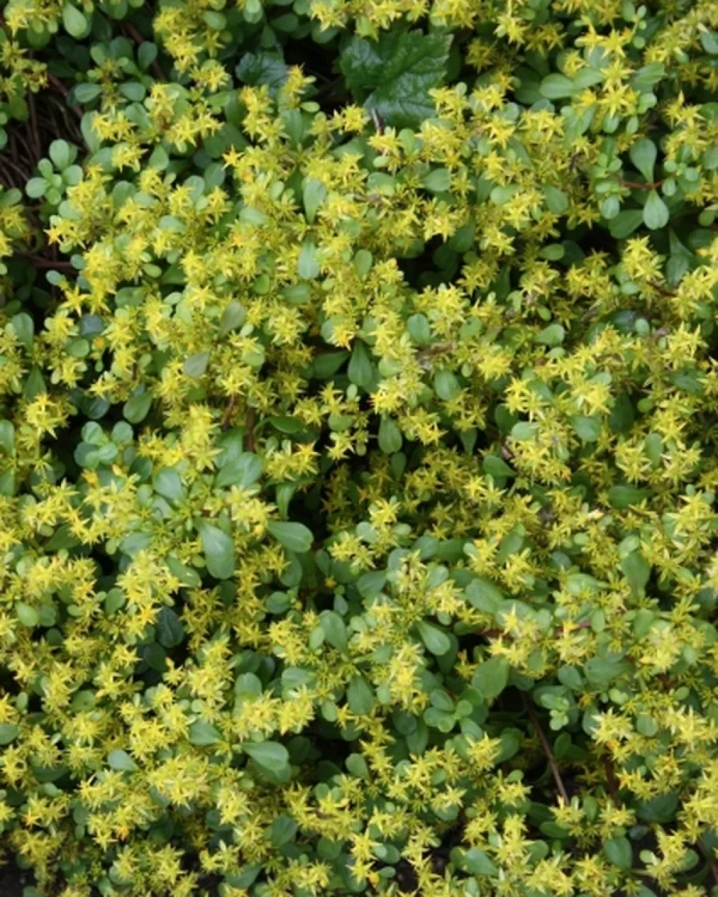 Sedum emarginatum