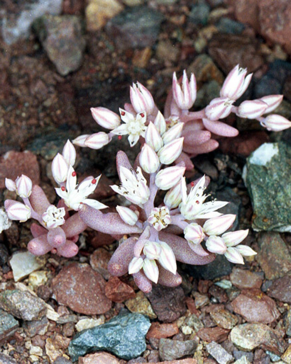 Sedum eriocarpum