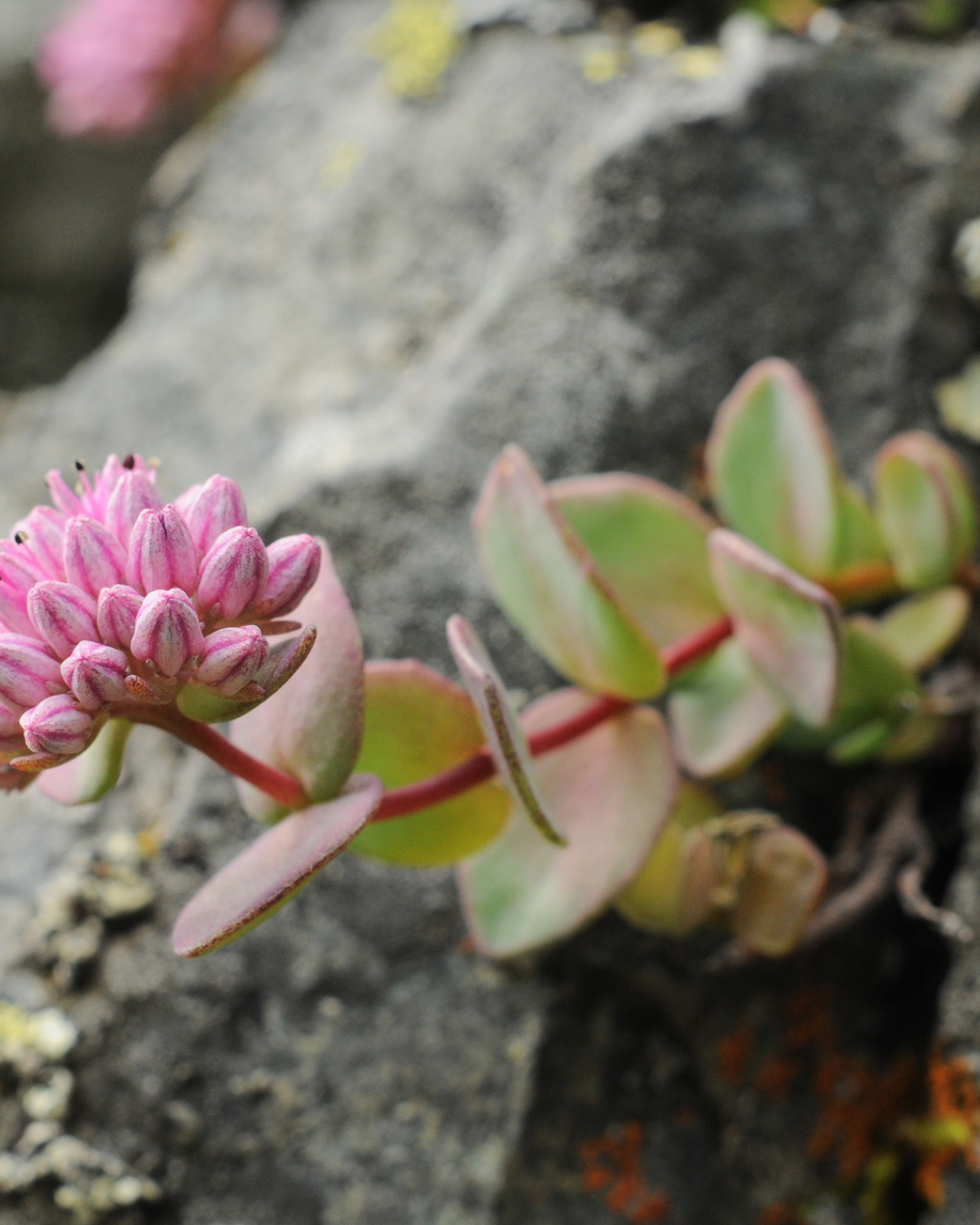 Sedum ewersii