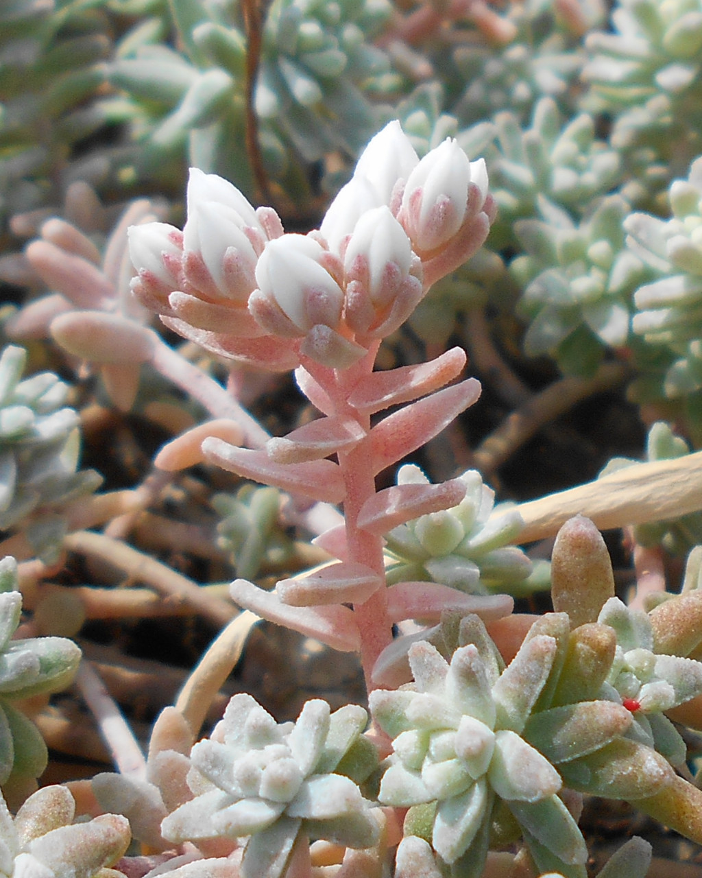 Sedum farinosum