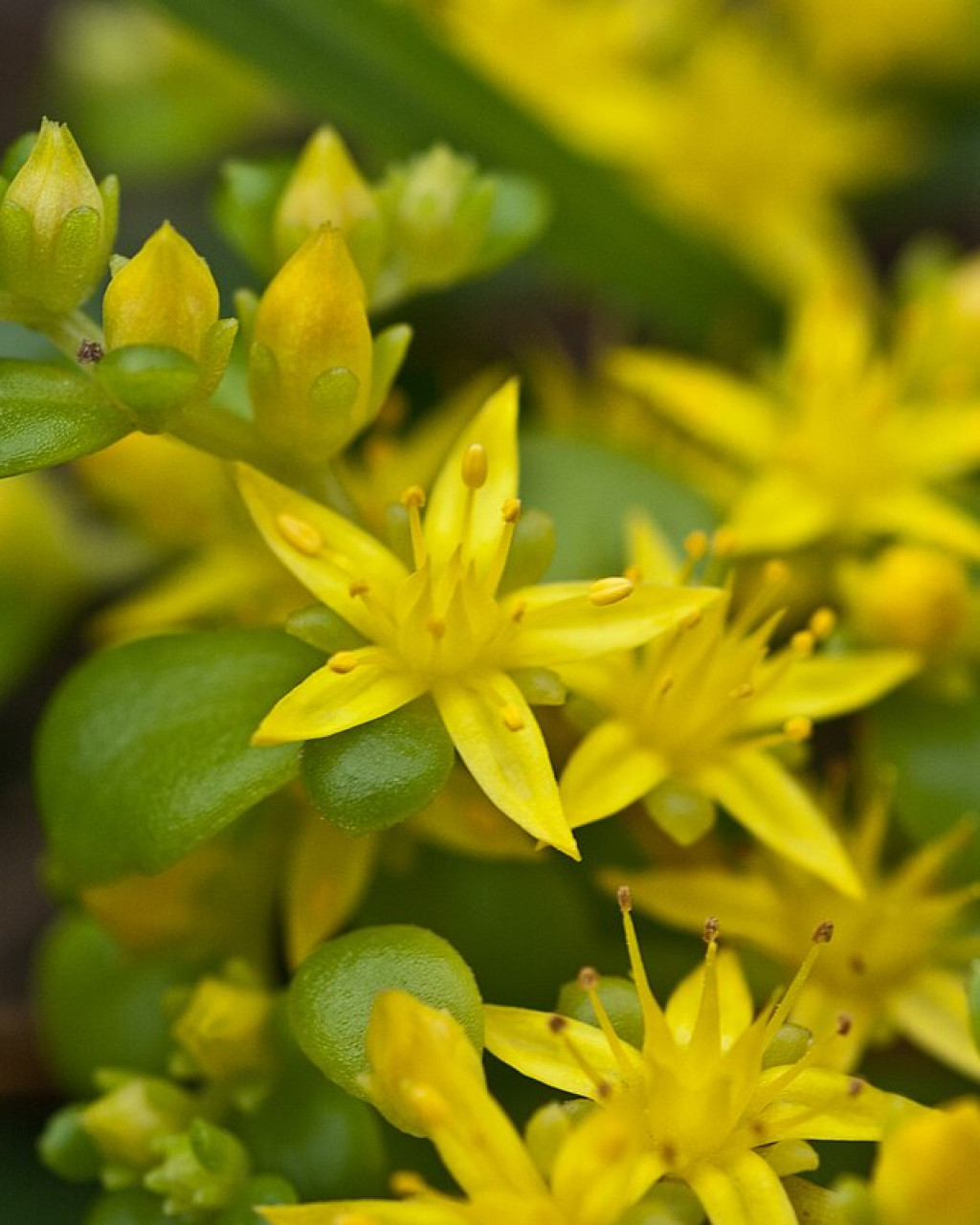 Sedum formosanum