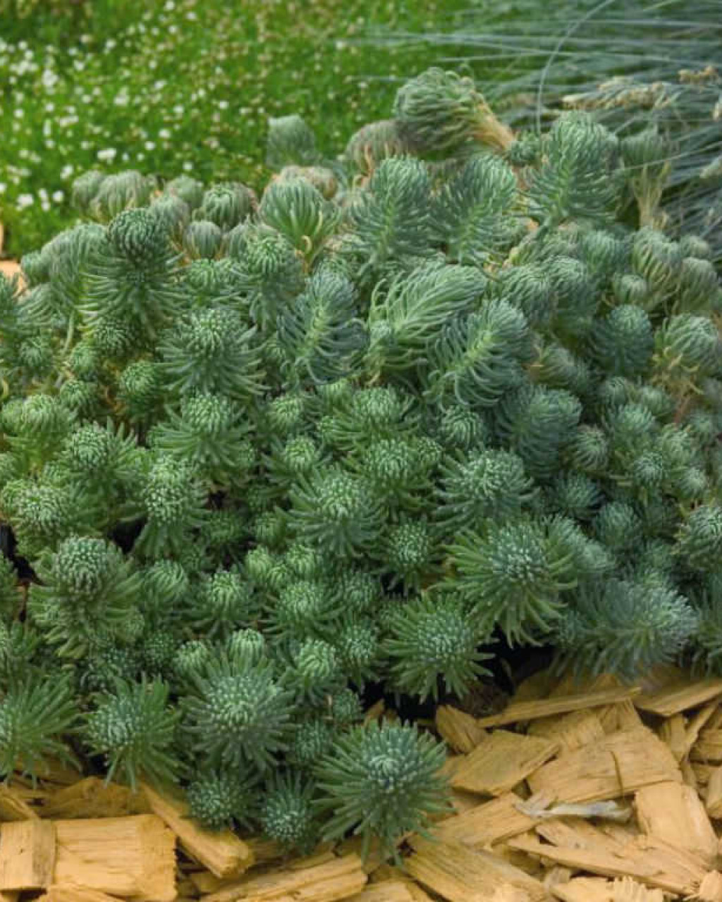 Sedum forsterianum