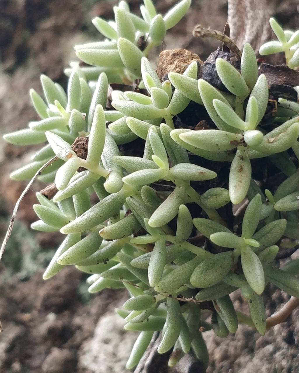 Sedum fusiforme