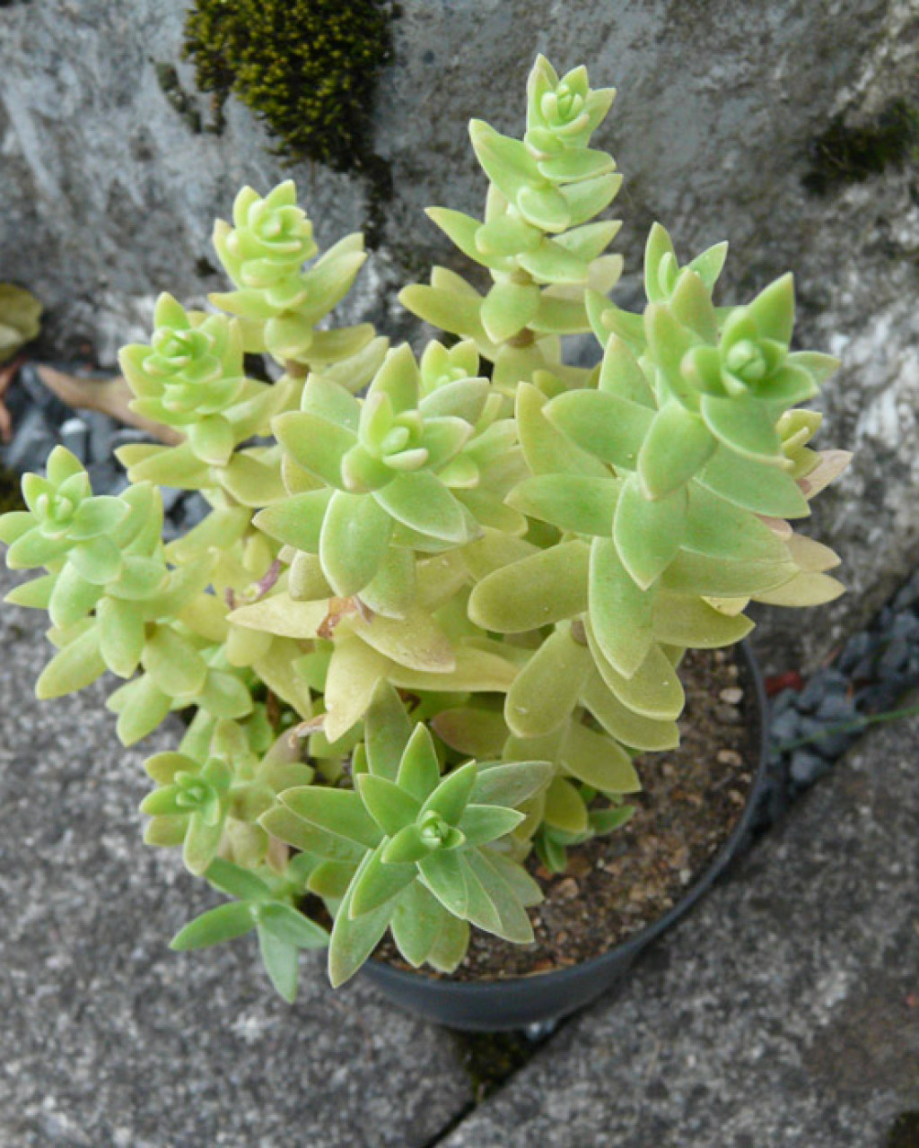 Sedum glabrum