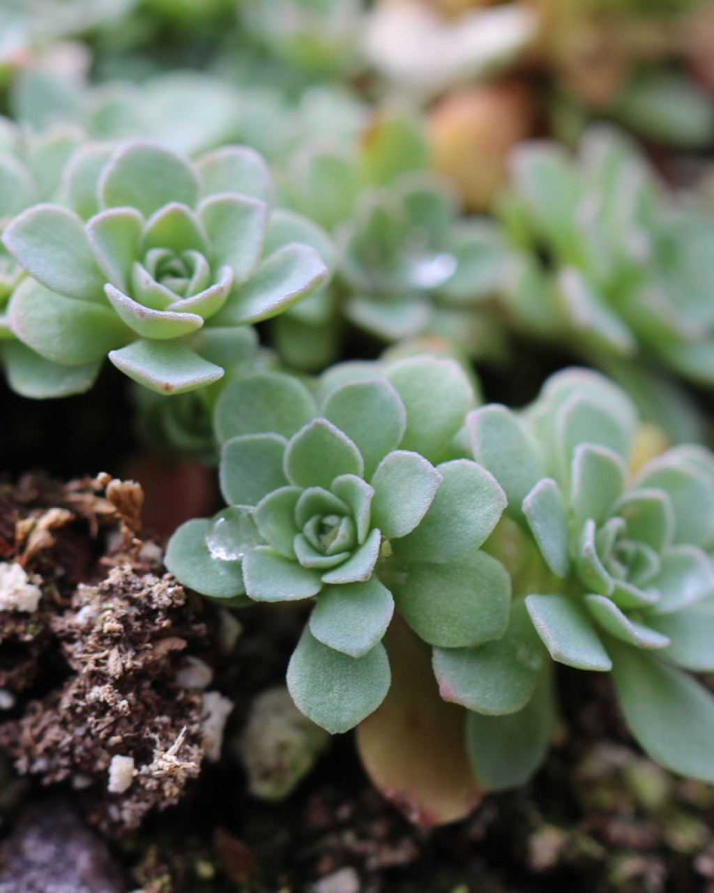 Sedum glaucophyllum