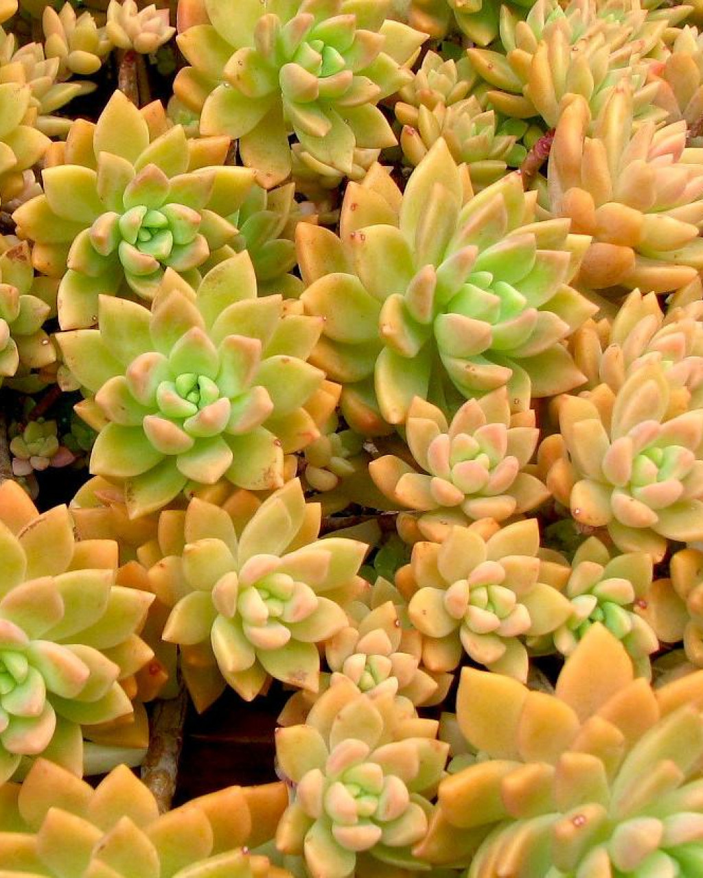 Sedum 'Golden Glow'