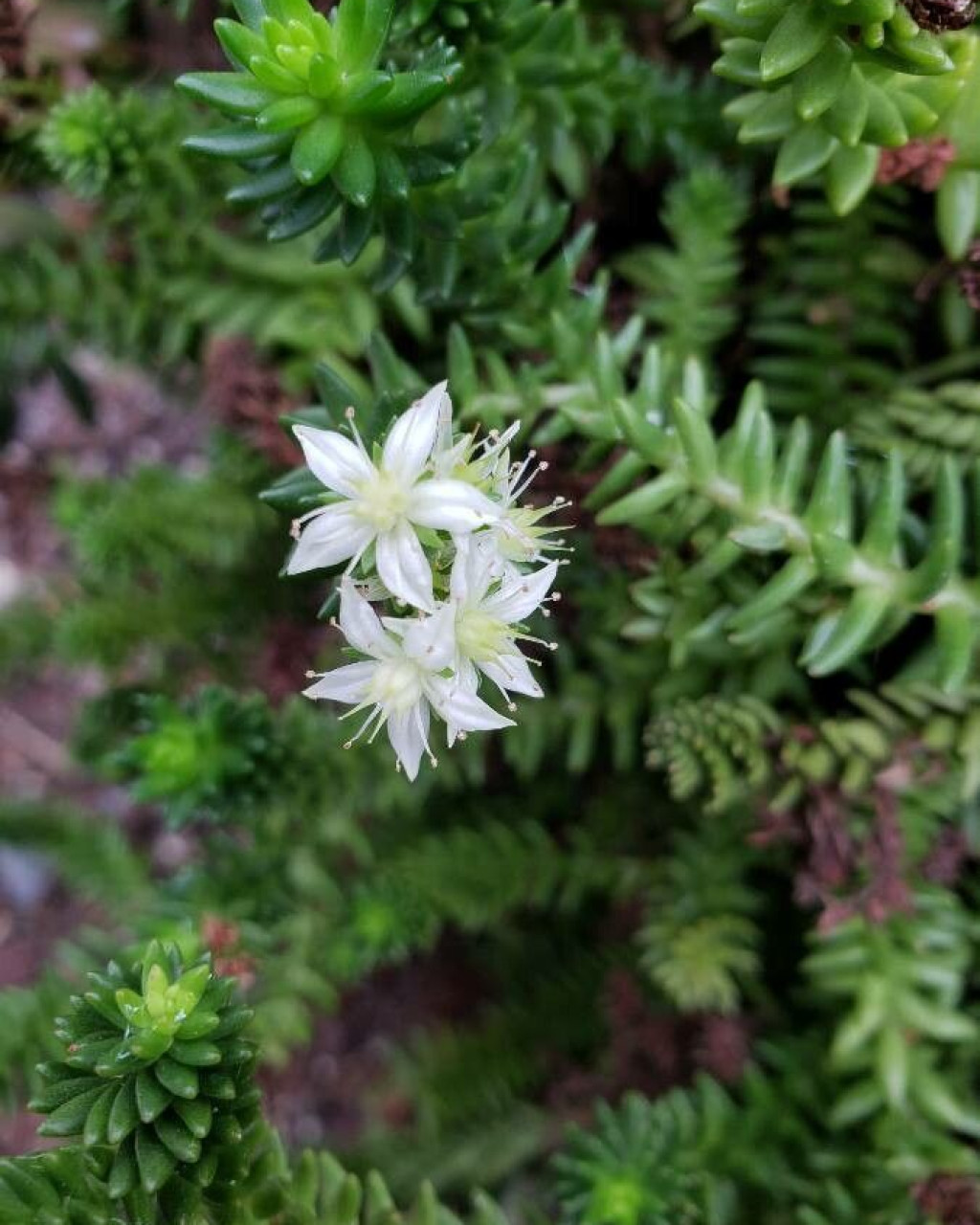 Sedum goldmanii