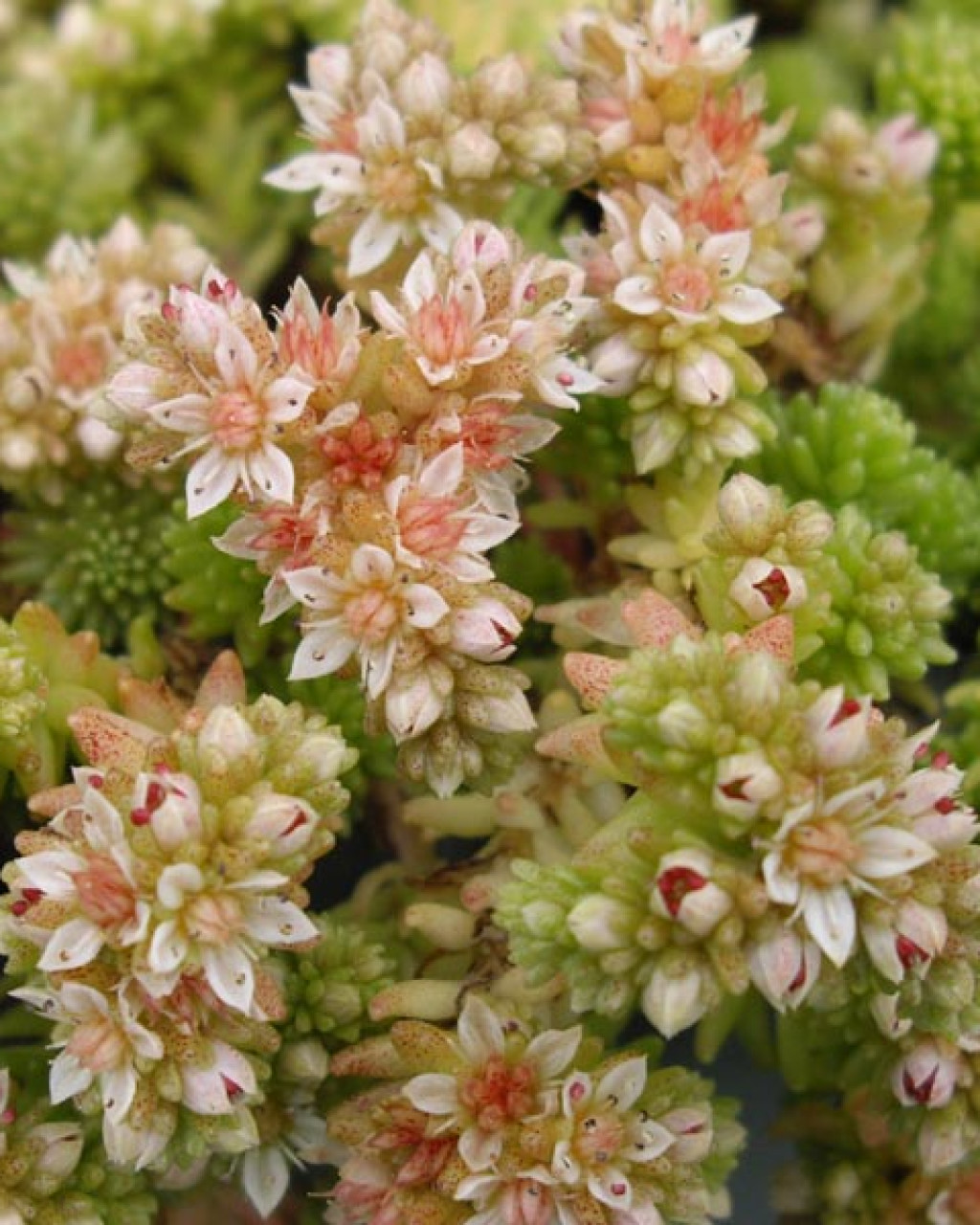Sedum gracile