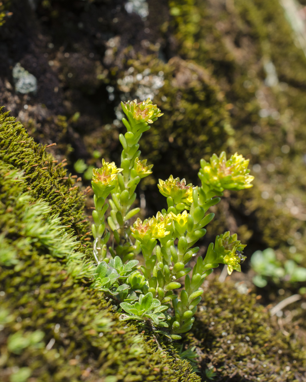 Sedum grisebachii
