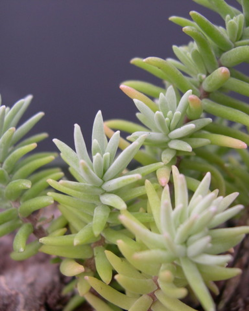 Sedum guadalajaranum
