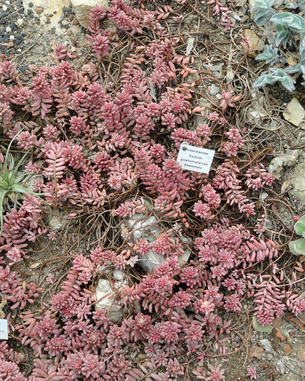 Sedum guatamalense